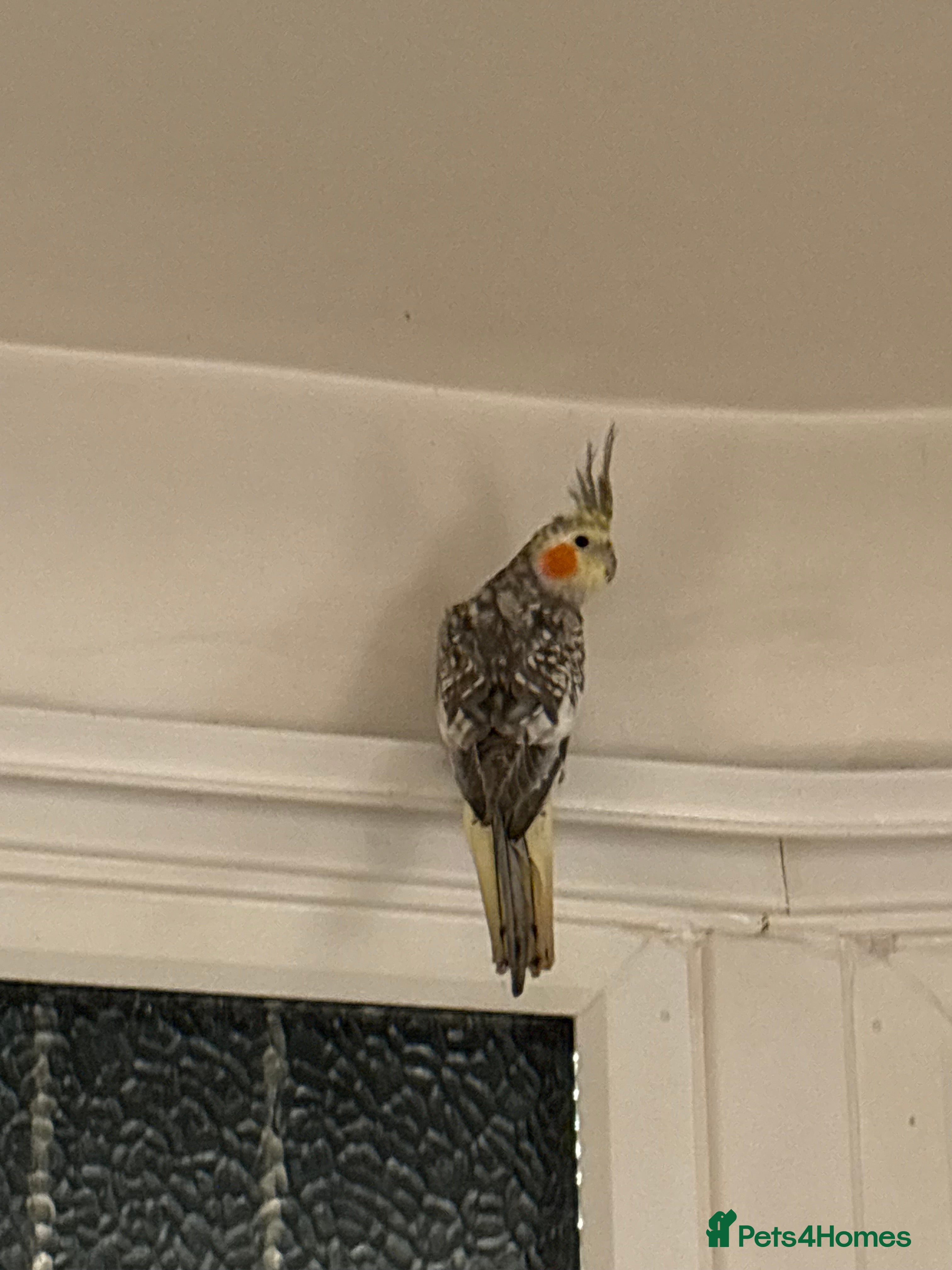 Cockatiels birds Beautiful male cockatiel  in Woodford Green - Advert 1