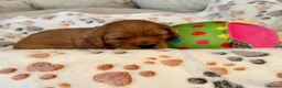 Mixed Breed dogs for sale: Beautiful Red Cavapoo Puppies  - Advert 4