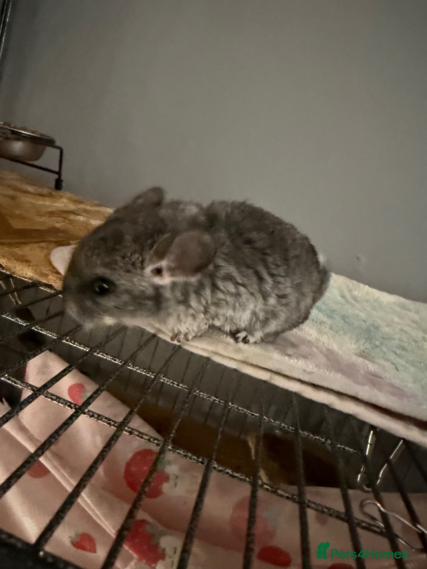 Chinchilla rodents Female Chinchilla looking for 5 star home - Advert 2