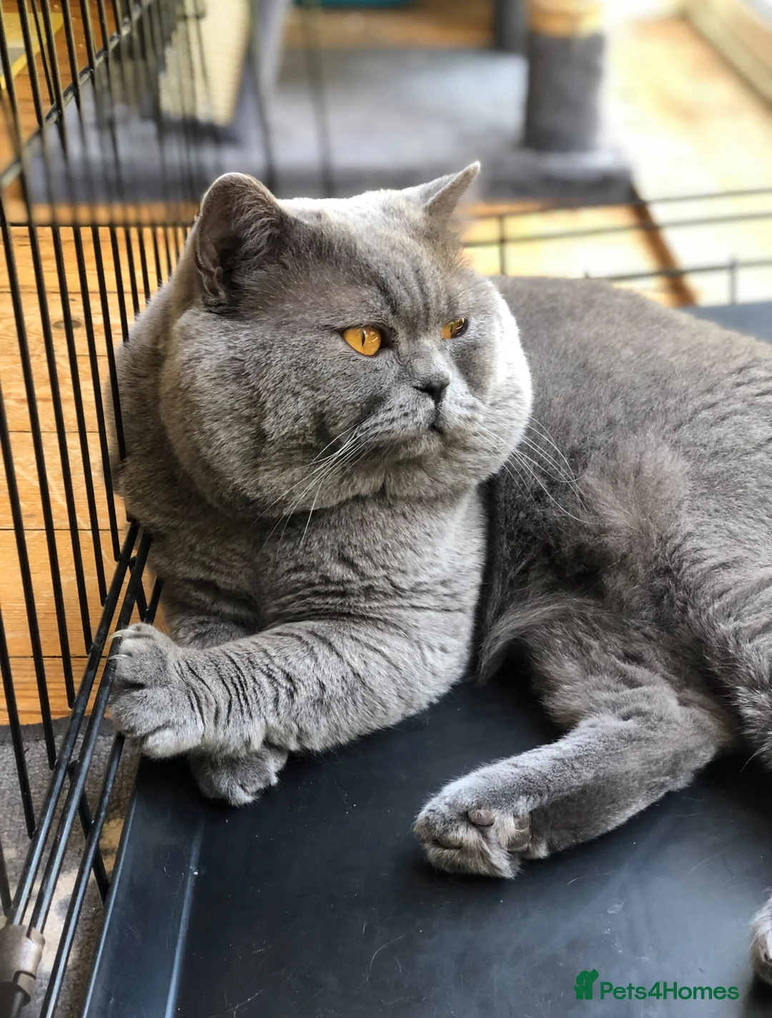 British Shorthair cats for stud: Blue colour BSH Champion Line GCCF stud  in London - Advert 24