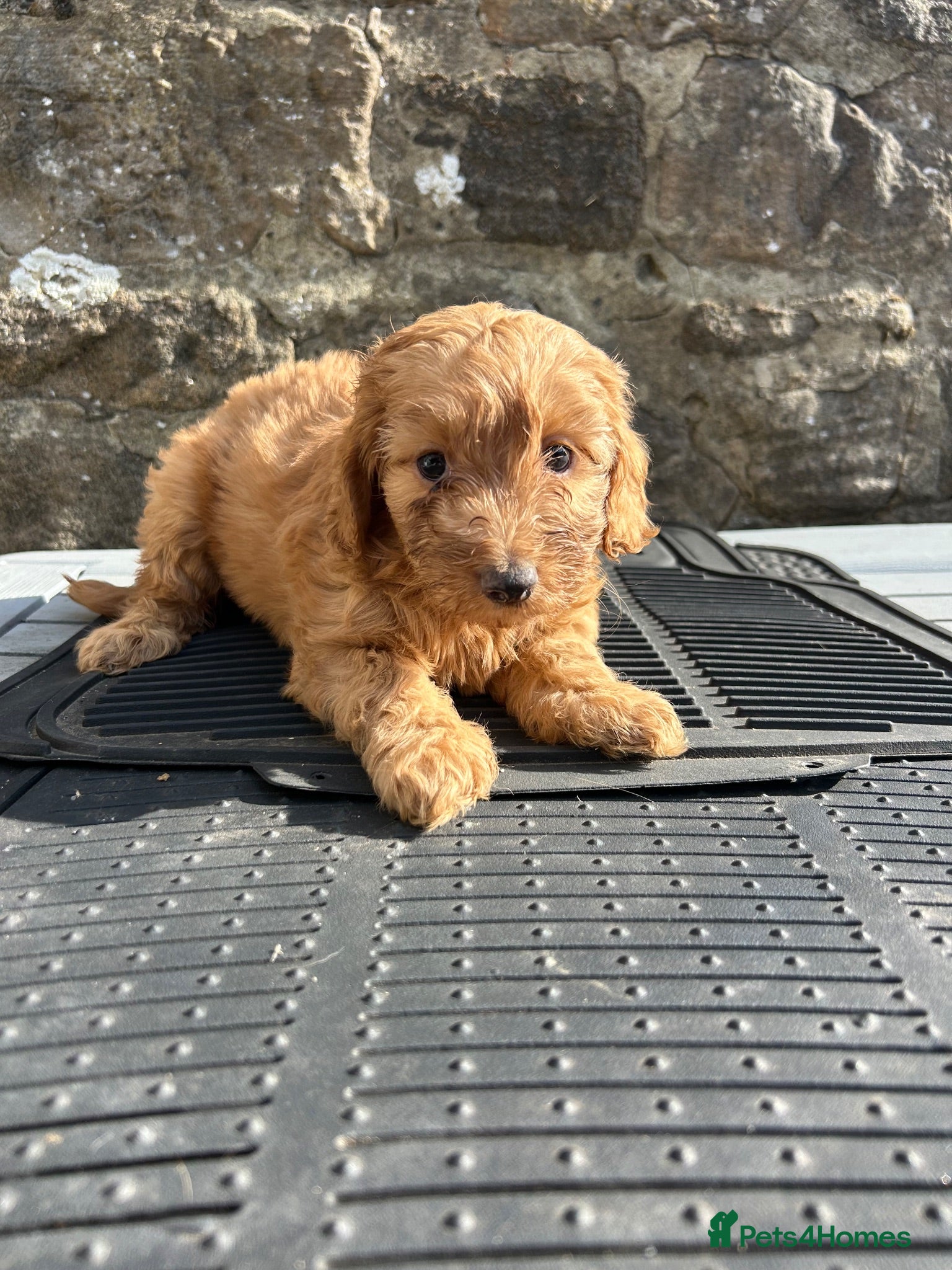 Cockapoo dogs BEAUTIFULL F1 COCKAPOOS - Advert 1