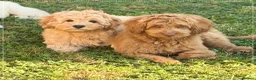 Australian Labradoodle dogs for sale: Genuine Australlian Labradoodles ( WALA reg)  - Advert 5