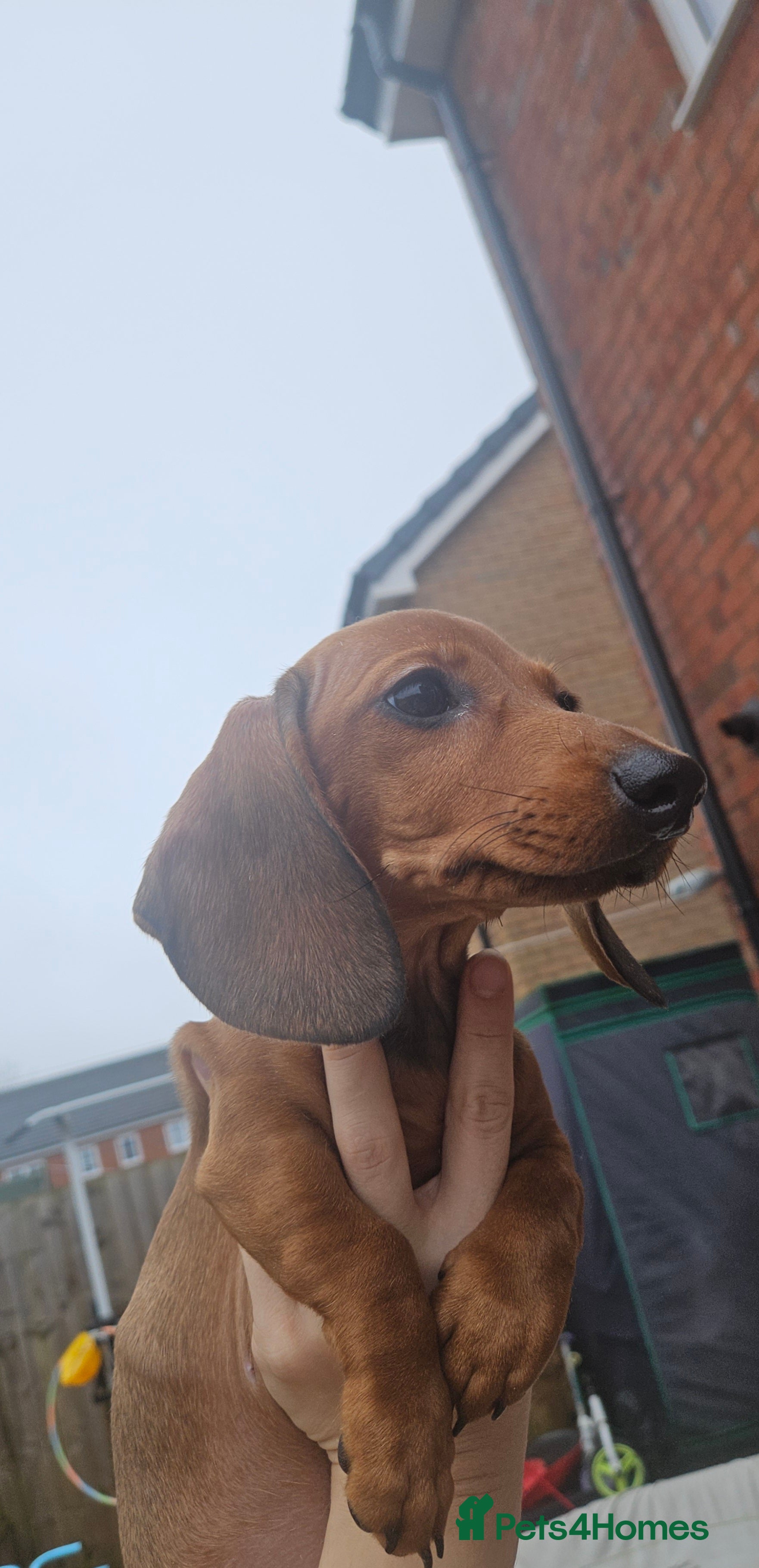 Miniature Dachshund dogs Ready now 🩵🩵🩵🩷🩷 - Advert 15