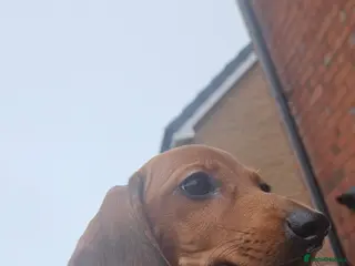 Miniature Dachshund dogs Ready now 🩵🩵🩵🩷🩷 - Advert 15