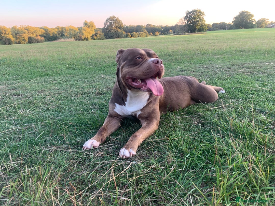 Mixed Breed dogs for sale: 4 stunning boys and 5 even more stunning girls - Advert 34