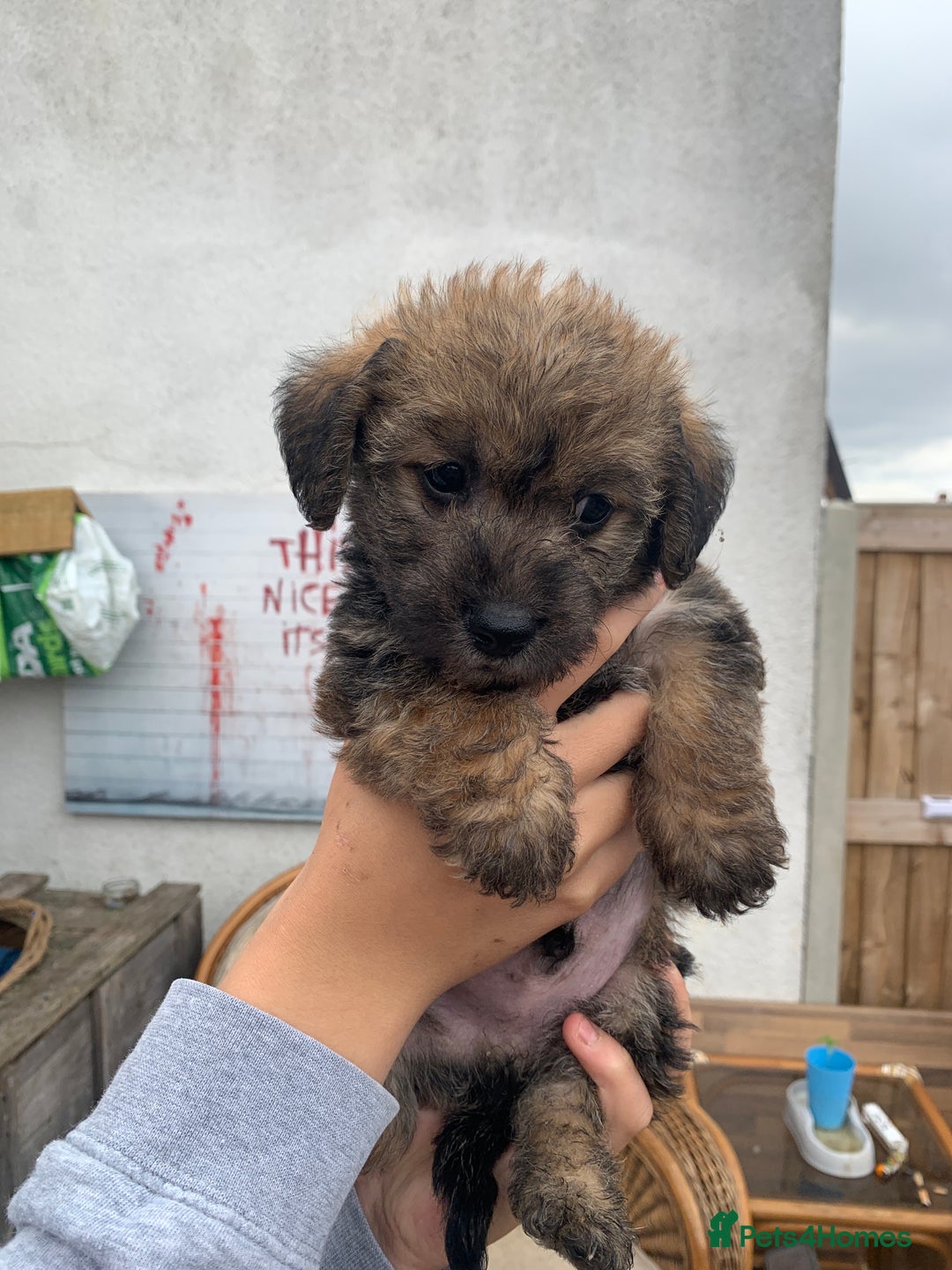 Mixed Breed dogs for sale: 3 Pups left for their forever homes  - Image 3