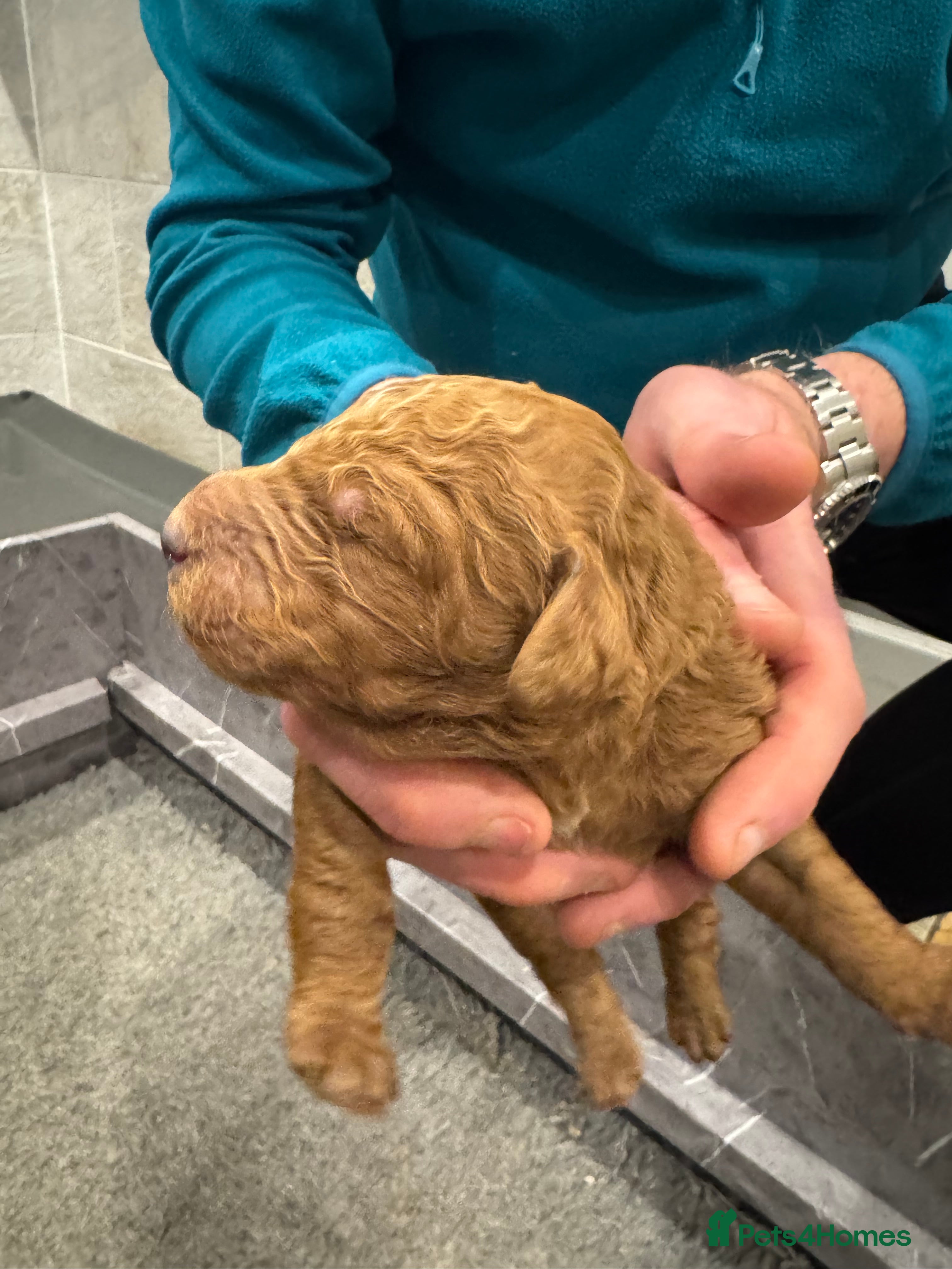 Goldendoodle dogs Golden doodles f1b - Advert 3