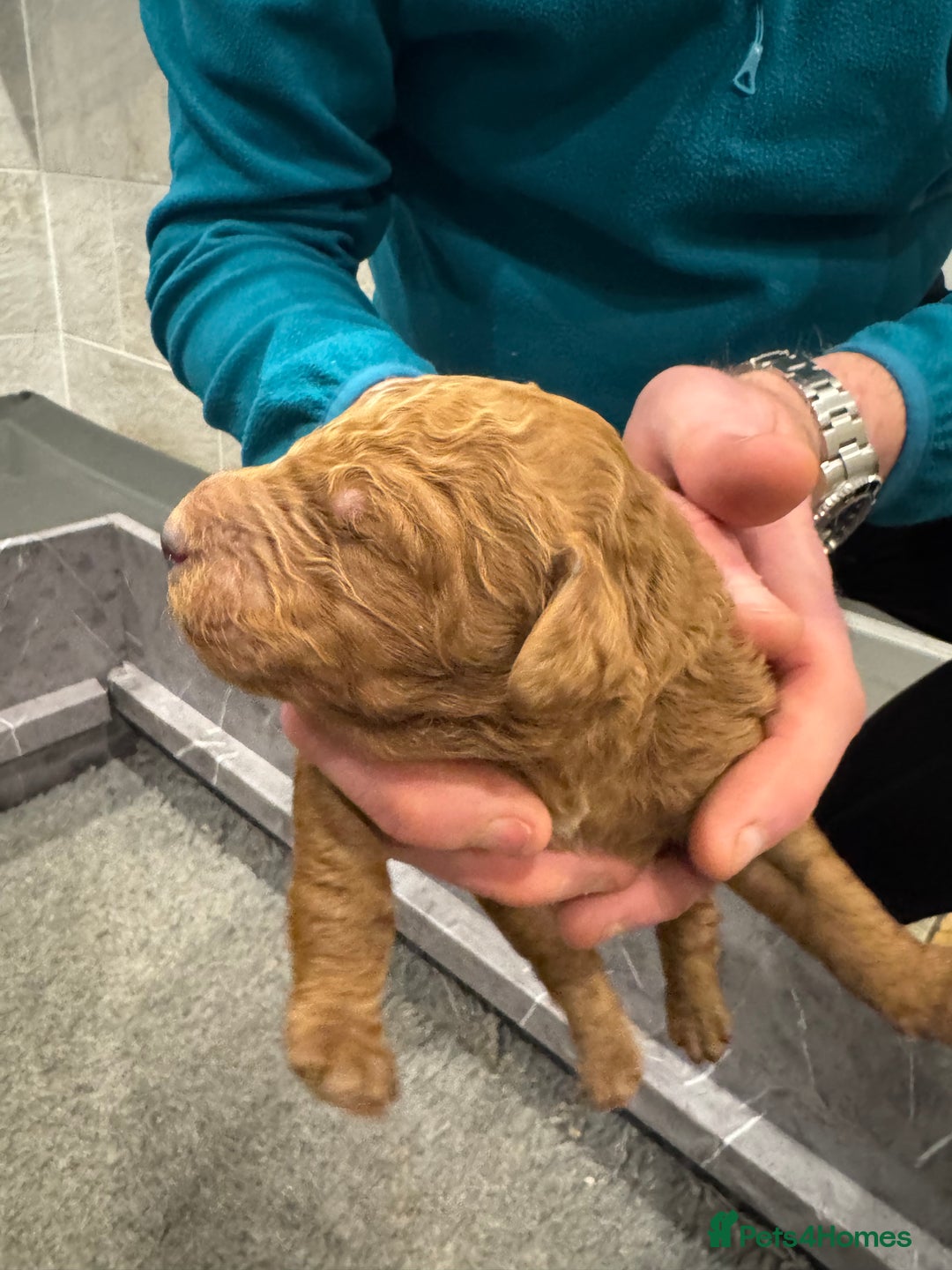 Goldendoodle dogs for sale: Golden doodles f1b - Advert 1