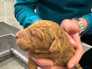 Goldendoodle dogs for sale: Golden doodles f1b - Advert 1