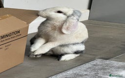 English Lop rabbits for sale: Flip Male Lop Kind, Loyal, Caring - Advert 5
