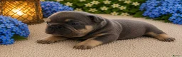 French Bulldog dogs for sale: 💙 Beautiful French Bulldog Puppies 💙 - Advert 2