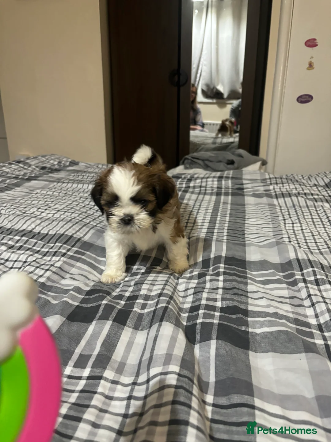 Shih Tzu dogs for sale: Shih Tzu puppies - Advert 21