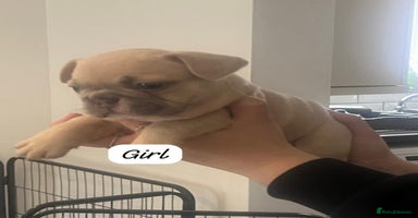 French Bulldog dogs - Advert 8