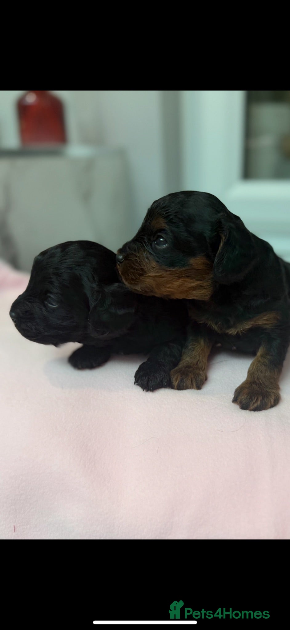 Cavapoo dogs Beautiful Health Tested Cavapoos- Ready September - Advert 1