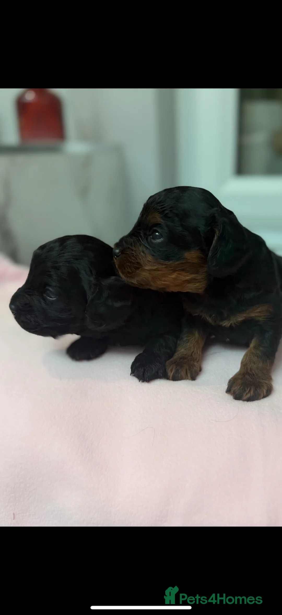 Cavapoo dogs for sale: Beautiful Health Tested Cavapoos- Ready September - Advert 1