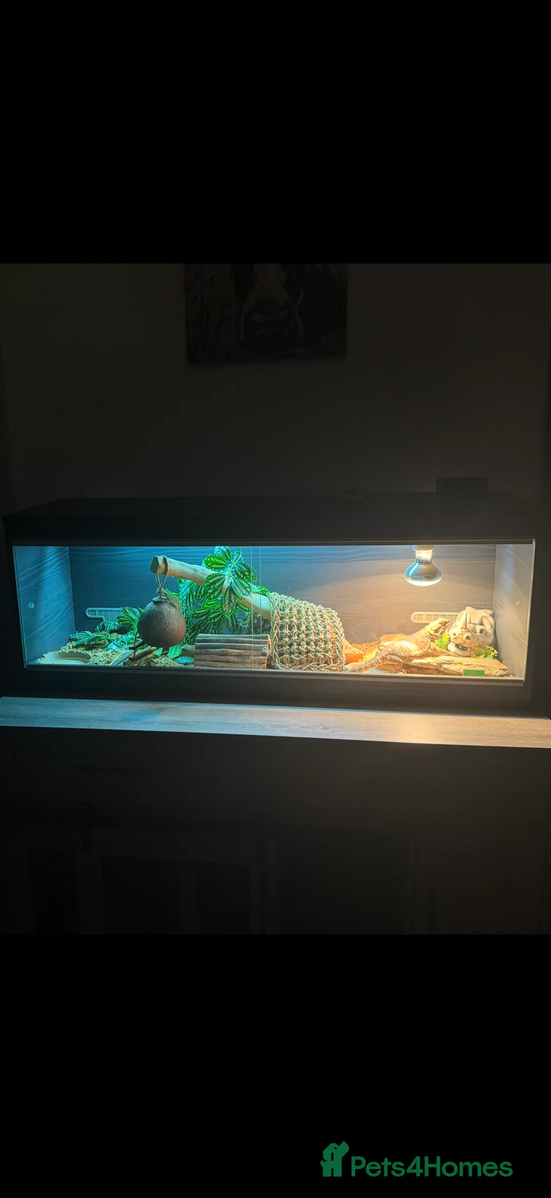 Bearded Dragon reptiles for sale: Bearded dragon with enclosure for rehoming  - Advert 2