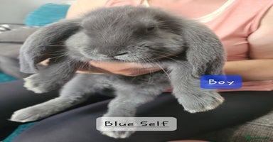 French Lop rabbits - Advert 14