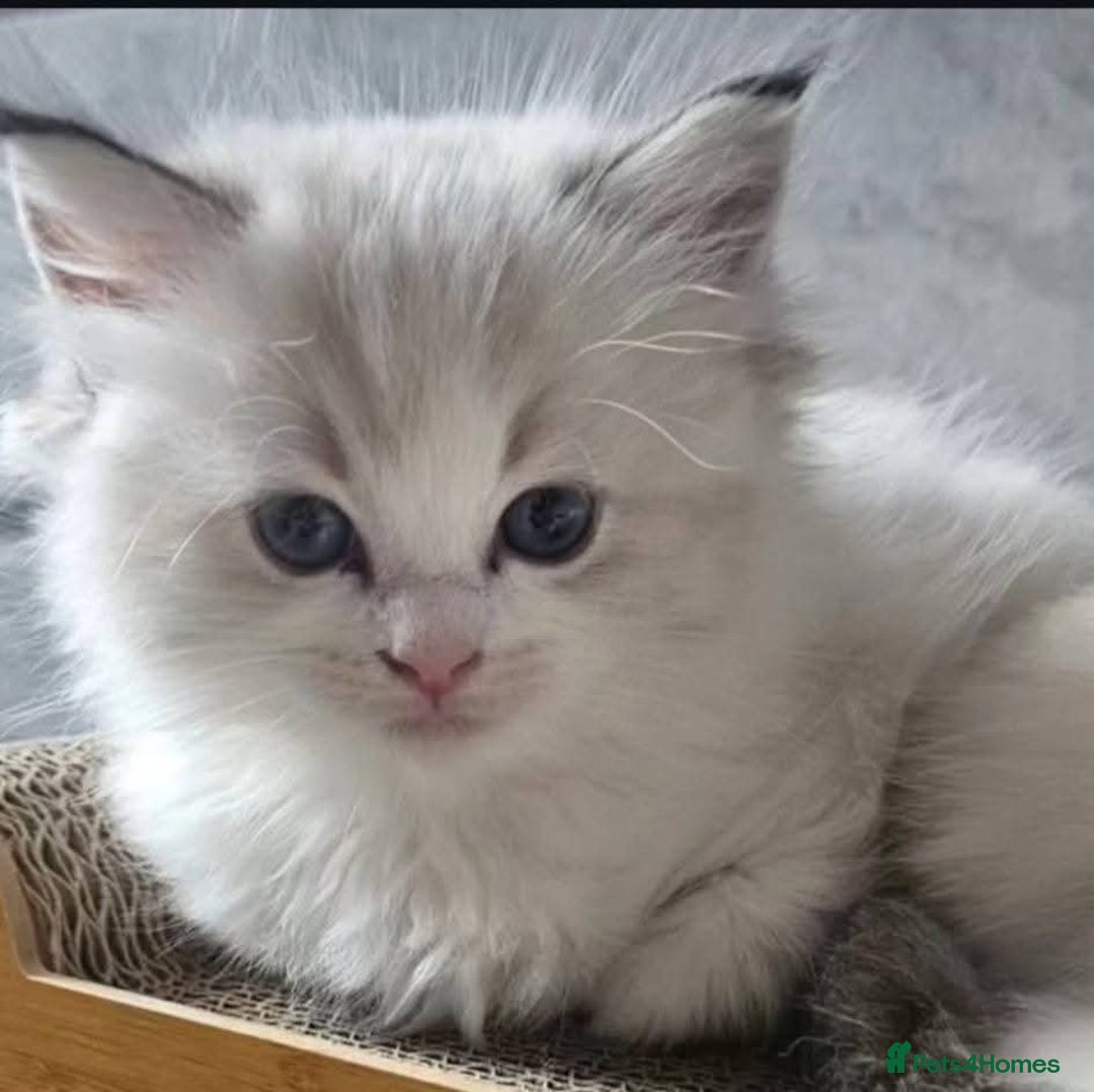 Ragdoll cats for sale: Stunning Seal lynx bicolour pedigree ragdoll girl - Image 5