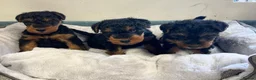 Welsh Terrier dogs for sale: Top Quality KC Reg PLL clear Welsh Terrier Puppies - Advert 1