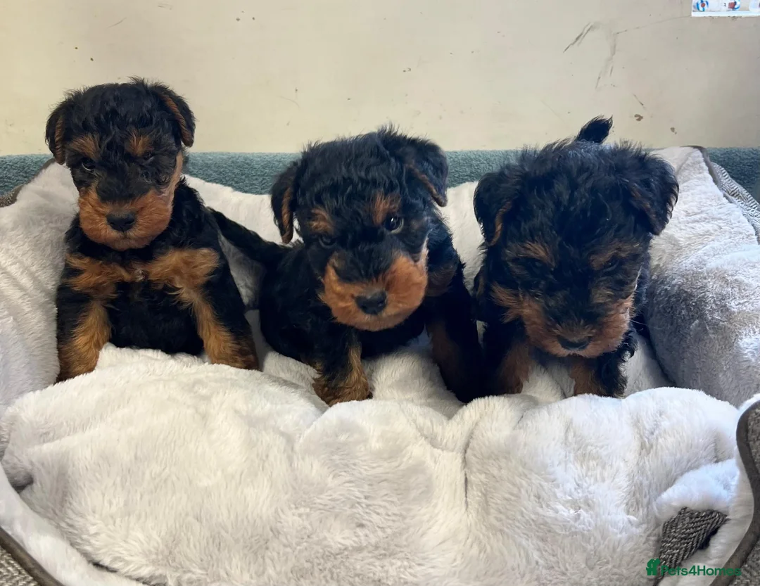 Welsh Terrier dogs for sale: Top Quality KC Reg PLL clear Welsh Terrier Puppies - Advert 1