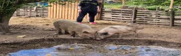 Pig livestock for sale: Young male pigs,juliana x micro pigs in Retford - Advert 1