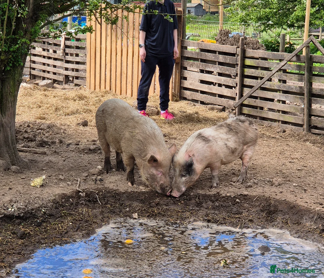 Pig livestock for sale: Young male pigs,juliana x micro pigs in Retford - Advert 1
