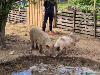 Pig livestock Young male pigs,juliana x micro pigs - Advert 10