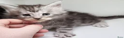Maine Coon cats for sale: Maine Coon Kittens For Sale (Ready Soon) - Advert 5