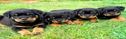 Rottweiler dogs for sale: Beautiful Rottweiler Puppies  in Chessington - Advert 4