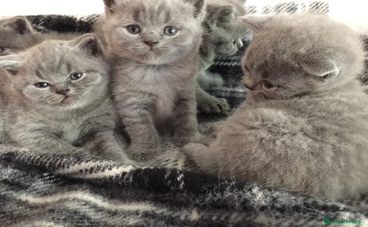 British Shorthair cats - Advert 6