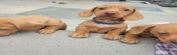 Miniature Dachshund dogs for sale: Beautiful Minature Dachsund's for sale - Advert 2