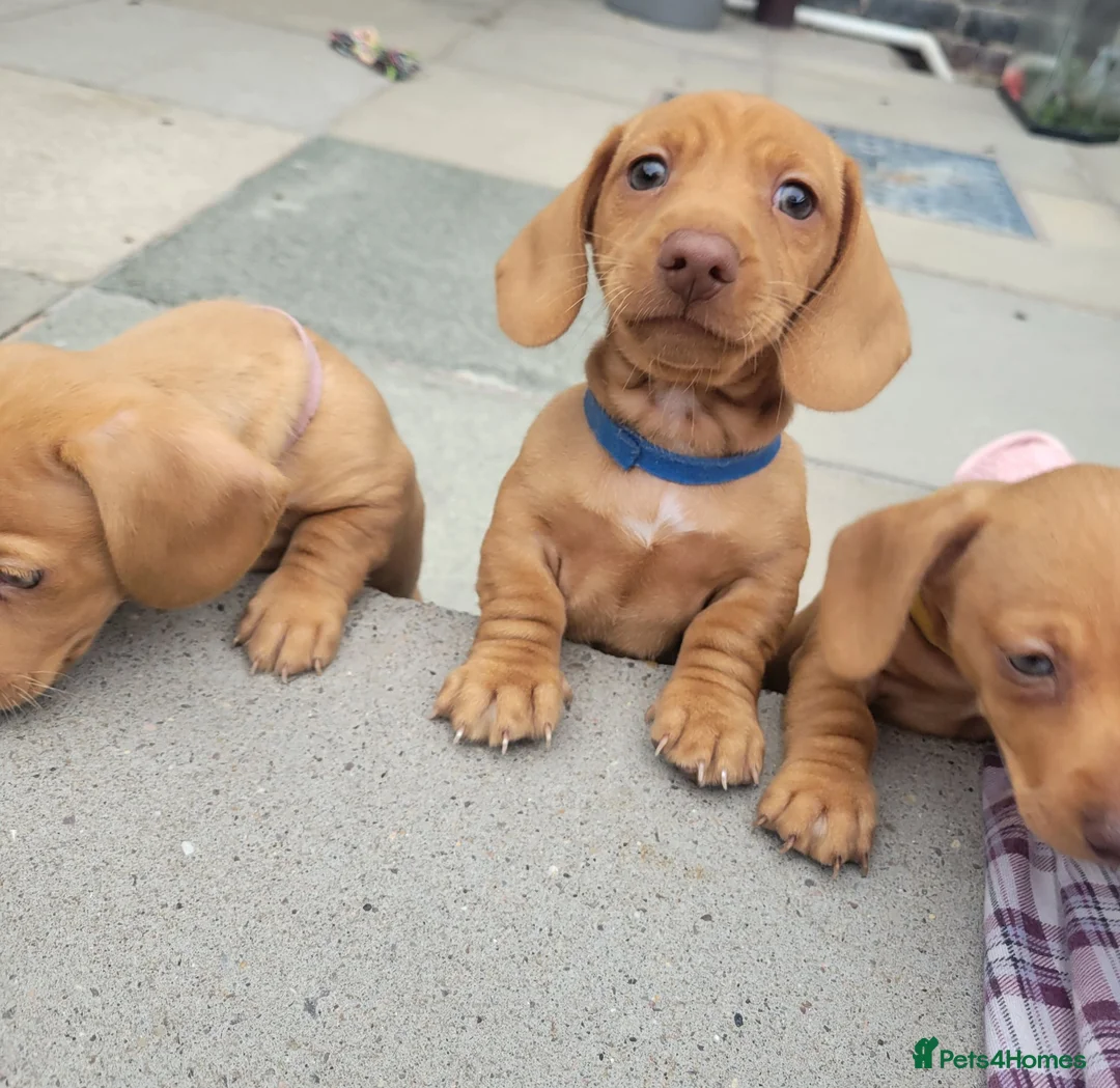 Miniature Dachshund dogs for sale: Beautiful Minature Dachsund's for sale - Advert 2