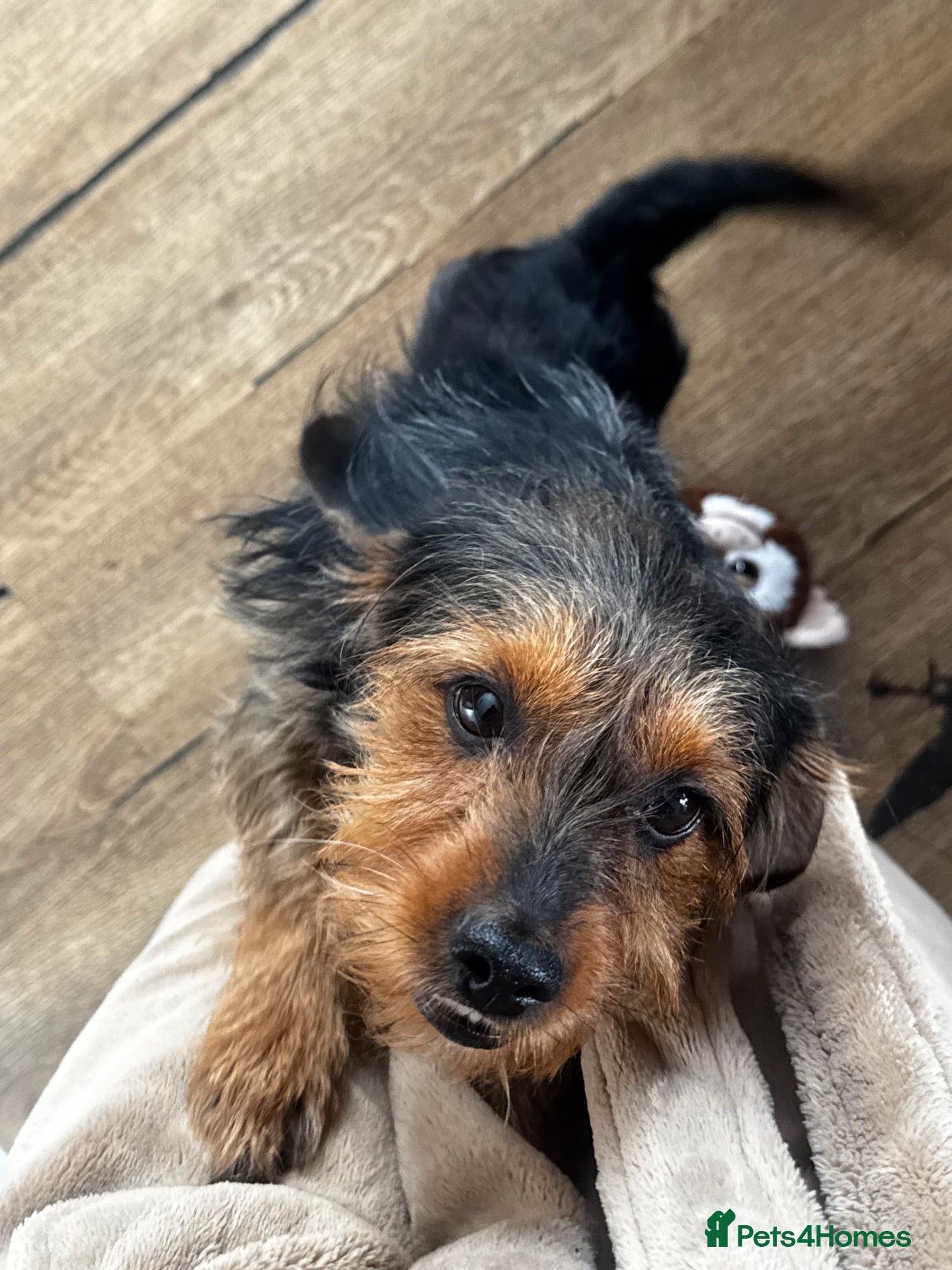 Mixed Breed dogs Trevor  - Advert 7