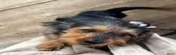 Mixed Breed dogs for sale: Trevor  in Preston - Advert 1