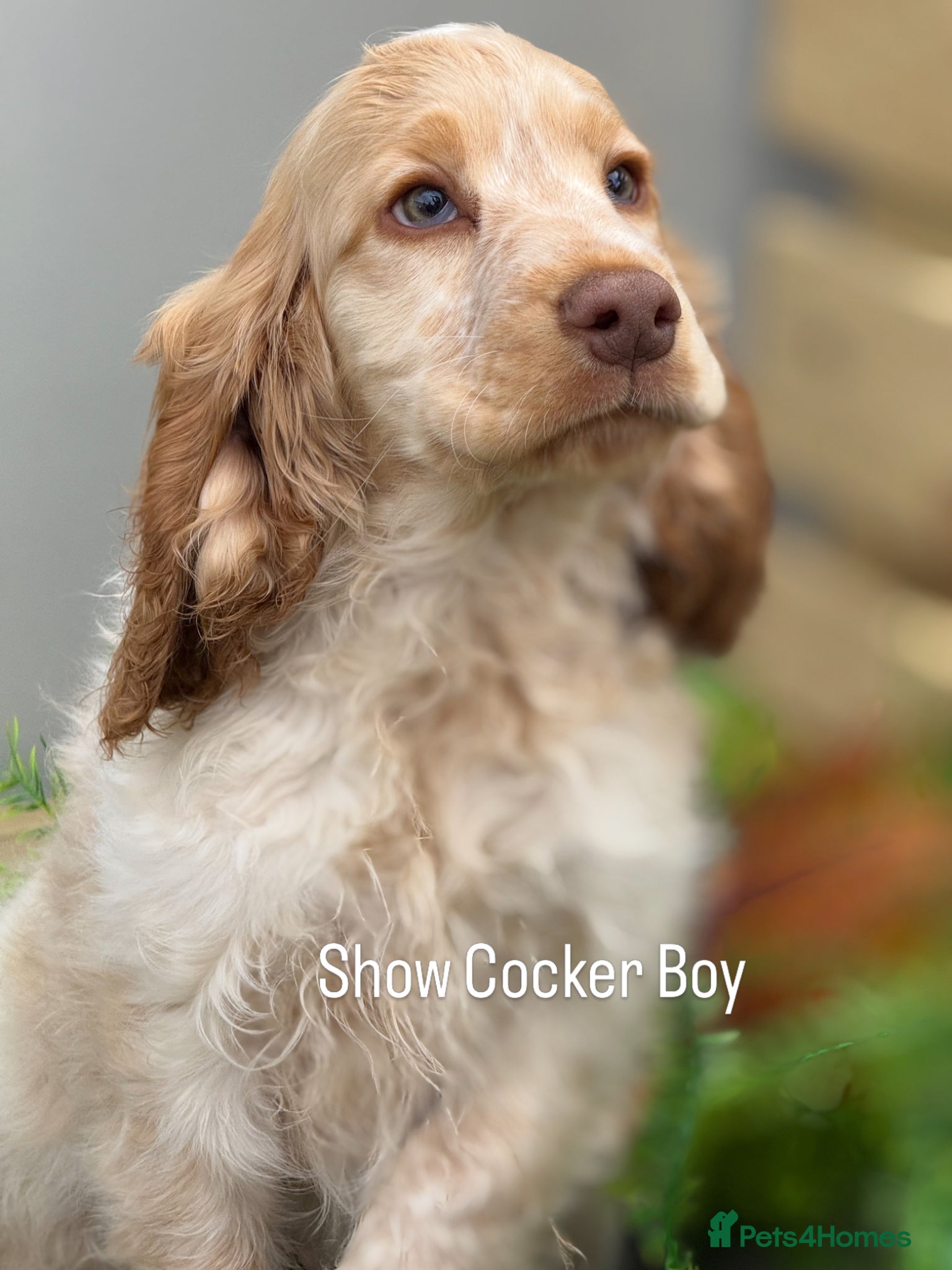 Cocker Spaniel dogs Stunning Show Cocker Spaniel boy  ready now  - Advert 3