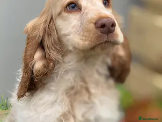 Cocker Spaniel dogs Stunning Show Cocker Spaniel boy ready now - Advert 3