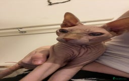 Sphynx cats for sale: Female sphynx cat  - Image 1