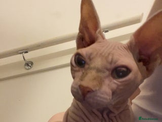 Sphynx cats - Advert 9