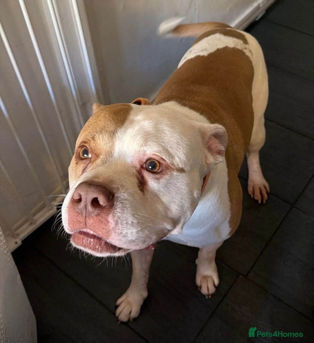 American Bulldog dogs for sale: American bulldog in London - Advert 3