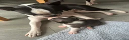 Boston Terrier dogs for sale: 5 BEAUTIFUL BOSTON TERRIER PUPPIES  - Advert 29