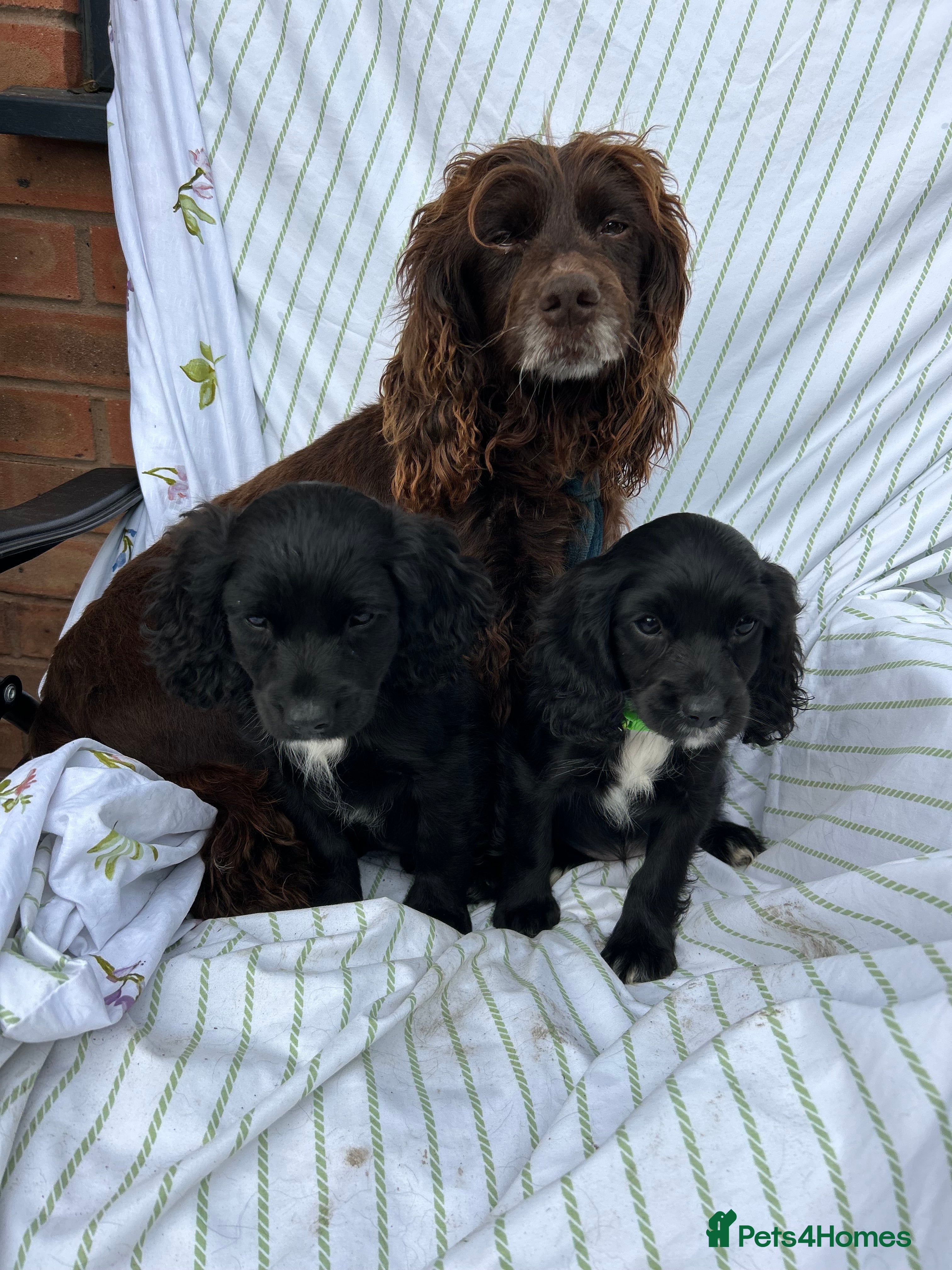 Cocker Spaniel dogs Cocker spaniel  - Advert 1