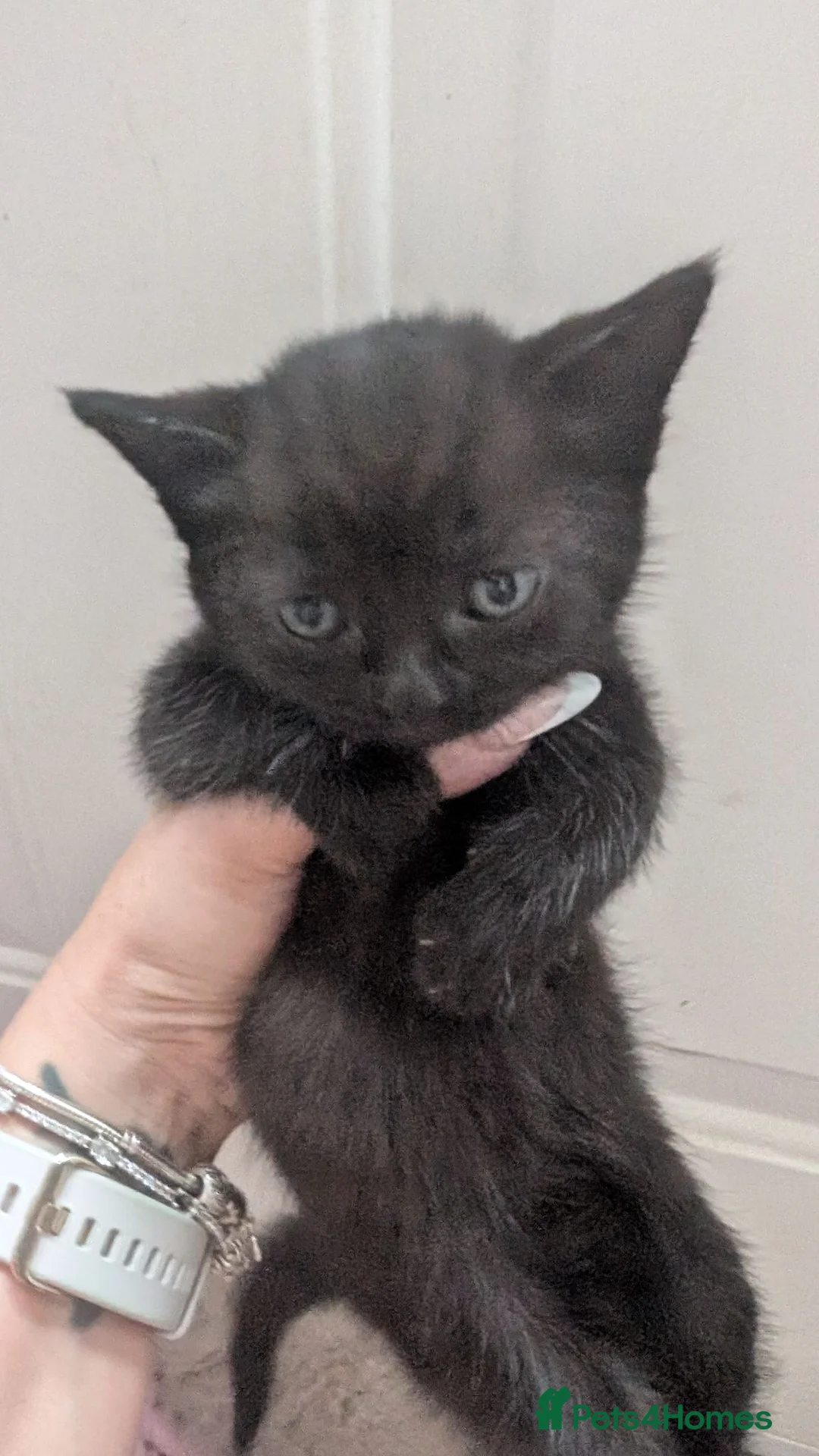 Mixed Breed cats for sale: Ready now one left British shorthair X - Advert 3