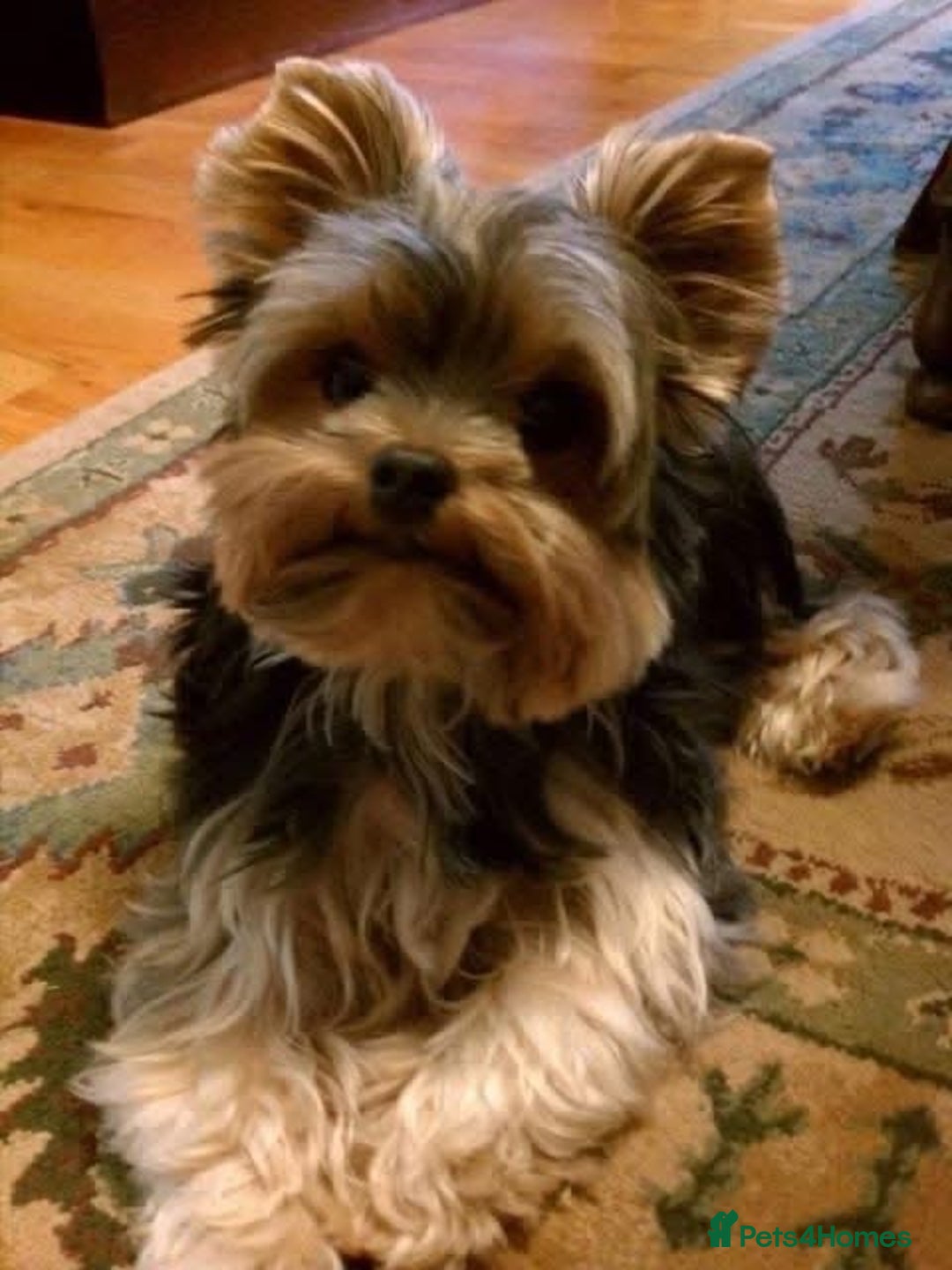 Yorkshire Terrier dogs for sale: Adorable Yorkshire Terrier girl puppies  - Image 5