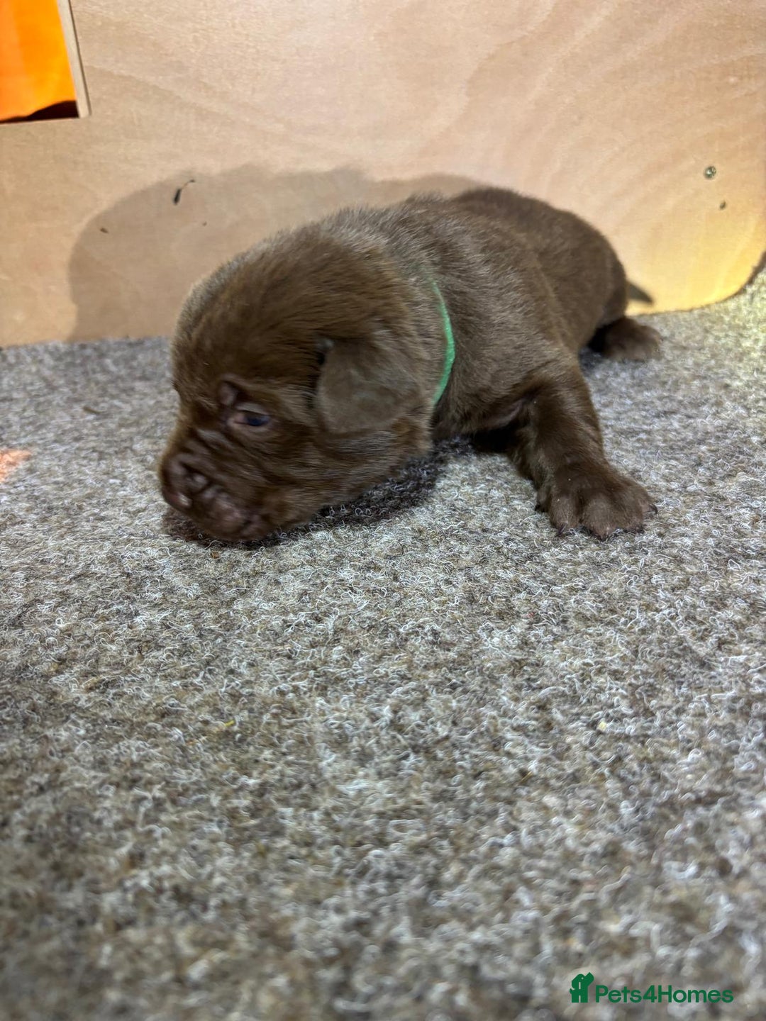 Labrador Retriever dogs for sale: Labrador Puppies – Black & Chocolate  - Advert 17