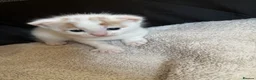 Domestic Shorthair cats for sale: Gorgeous white and ginger mixed kittens - Advert 5