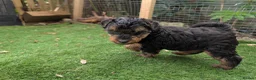 Welsh Terrier dogs for sale: Outstanding Litter of Champion Line Welsh Terriers - Advert 14