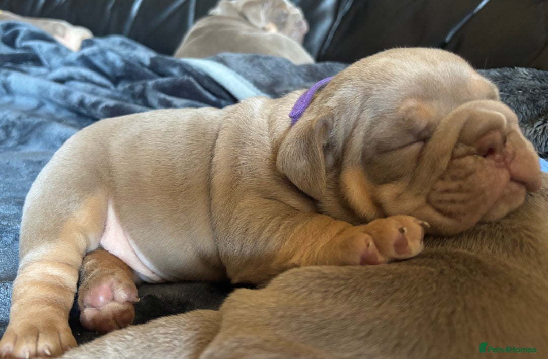 English Bulldog dogs for sale: Top Quality Chunky KC English Bulldogs  in Lampeter - Image 11
