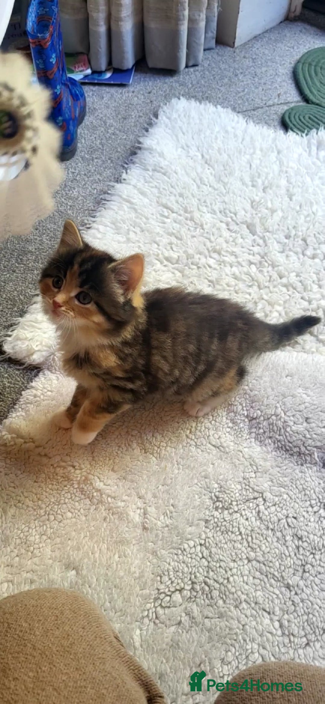 Mixed Breed cats for sale: Lovely kittens Looking for new Homes  - Image 22