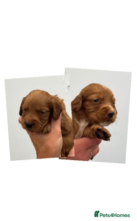 Cocker Spaniel dogs KC COCKER PUPS *RARE* BLACK,WHITE,TAN & CHOC & RED - Advert 2
