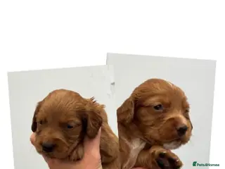 Cocker Spaniel dogs KC COCKER PUPS *RARE* BLACK,WHITE,TAN & CHOC & RED - Advert 2
